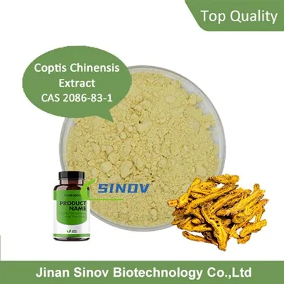 Coptis chinensis extrait de poudre