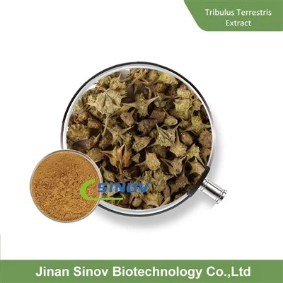 Poudre de Tribulus terrestris naturel